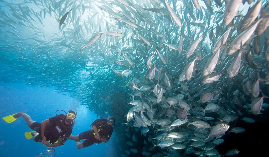 padi-certification-courses