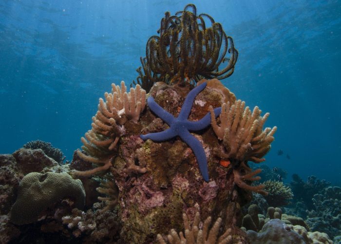 Coral Reef and Sunburst