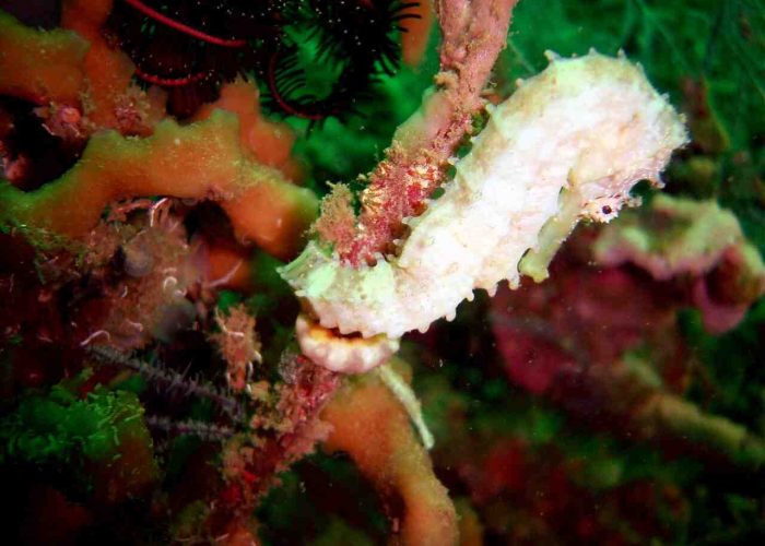 Tapilon Seahorse